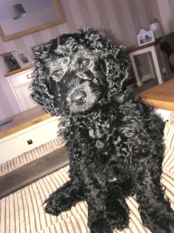 portuguese water dog gumtree